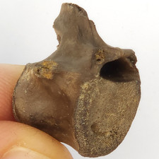 Dinosaur (Acheroraptor Proximal Caudal?) Vertebra Fossil - Hell Creek Fm. - SD picture