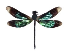 Calopteryx virgo ONE GREEN BLACK DRAGONFLY DAMSELFLY Indonesia UNMOUNTED picture