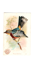 1898 (J2) #23 Wood Warbler, Arm & Hammer New Series Beautiful Birds, Large Size picture