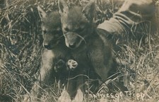 Old Vintage Real Photo Postcard RPPC FOXES RARE DANTON SOUTH DAKOTA POSTMARK picture
