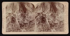 Photo:Jamaica W.I. 1900 Drinking Milk of the Cocoanut Palm Stereograph picture