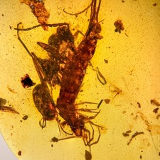 ANT & SILVERFISH in Burmese / Burmite amber fossil / 100% genuine picture