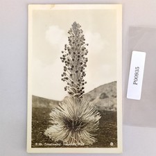 Silversword Flower Haleakala Maui Hawaii 1940s Real Photo Postcard RPPC picture