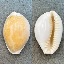 #3 Cypraea cernica ogasawarensis 28.7mm F Chiba Prefecture, Japan picture