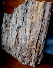 18Lb Petrified Wood Log Colored Bark Excellent Cellular Replacement 11
