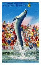 Marineland Florida 1920s Dolphin Flippy Rings Bell Standard Postcard picture