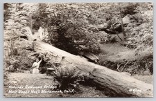 Muir Woods California Natures Redwood Bridge Fallen Tree Postcard picture