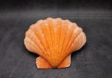 Orange Lion's Paw Scallop Seashell Pecten Subnodosus (1 shell approx. 6+ inches) picture