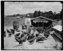 Photo:Sam Rice 1920s Farm Poultry Chickens Former Washington Ball Player picture