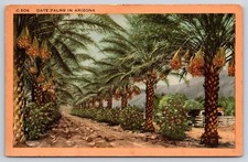 Loaded Date Palm Fruit Trees Phoenix Dactylifera Farm Arizona Linen Postcard picture