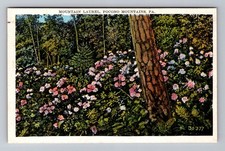 Mount Pocono PA-Pennsylvania, Mountain Laurel Flowers, Vintage c1930 Postcard picture