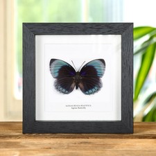 Female Agrias Taxidermy Butterfly Frame (Agrias beata beatifica) picture