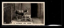 1927 Wills's Zoo Blesbok & Young #32 Low Grade Y7870 picture