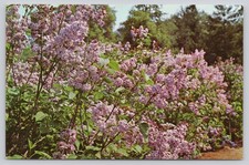Descanso Gardens La Canada California Lilacs in Bloom 1967 Postcard picture