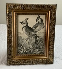Antique Victorian Ephemera Framed, Children’s Book Illustration, Birds, 1800’s picture