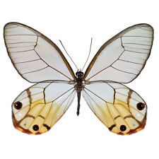 Haetera piera ONE REAL BUTTERFLY YELLOW CLEAR WING UNMOUNTED WINGS CLOSED PERU picture