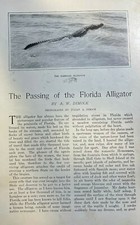 1908 Catching Alligators in Florida illustrated picture