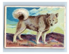 1910 Milo Emanachow & Sen Sen Prize Dog Cigarette 2 Card Lot F72 picture