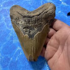 MEGALODON SHARK TOOTH 5.90” HUGE TEETH MEG SCUBA DIVER DIRECT FOSSIL NC 7093 picture