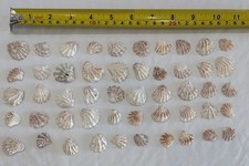 50 - KITTENPAW KITTY PAW  FLORIDA ATLANTIC KITTEN PAW SEASHELLS LOT 50 picture