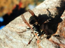 Bald-Faced Hornet Aerial Yellowjacket Wasp On Hive Original Photograph 8X10 picture
