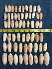 60 Sanibel Island Olive Sea Shells.  Great For Crafting & Collecting picture