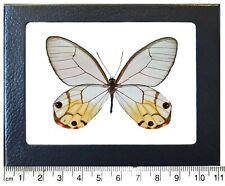Haetera piera yellow clear wing butterfly Peru framed picture