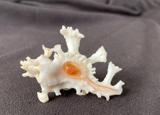 MURICIDAE Homalocantha Anatomica 47.3mm Cebu, Philippines picture