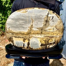 17.83LB Beautiful Natural Chinese Dendritic Limestone Picture Stone Guohua -Rare picture