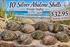 10 Genuine Silver Abalone Seashells 3-4” Natural Mother of Pearl Craft Decor picture