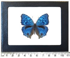 Precis rhadama MALE blue buckeye butterfly Africa FRAMED picture