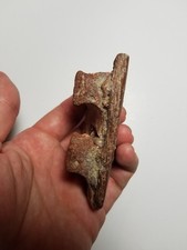 Large Spinosaurus Carcharodontosaurus Jaw Bone Tooth Cretaceous Dinosaur Fossil picture