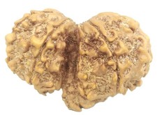Rare Gauri Shankar Ganesh Rudraksha - 9 mukhi - 33.42 mm - Nepal - IGL Certified picture