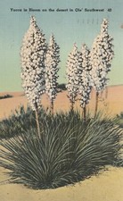 1941 P.M. Tucson Ariz. to Dr. Margaret Gilmore, East Aurora, N.Y., Yucca , 1482 picture