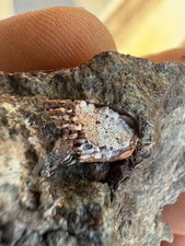 Fossil Fish Tooth Devonian Era Rare Fossil- possibly a hyneria…  picture