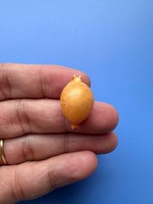 23.8mm | Pustularia globulus |F+++ GEM | GIANT| Nice shell picture