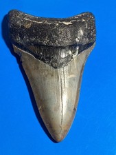 Nice Lower Anterior Megalodon From Nc 3.91 picture
