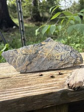 Large Fern Fossil Specimen- Natural 7” Fern Leaves Fossil Shale Impression Slab picture