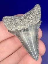 1.98” Lower Great White Shark Tooth Fossil real Shark Teeth picture