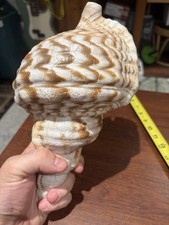 Large 12