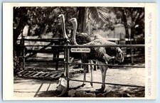 c1910's Cawston Ostrich Farm So. Pasadena California CA RPPC Photo Postcard picture