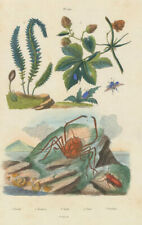 Homola crab. Hookerie. Hoplia coerulea. Horia beetle. Houblon (Hop) 1833 print picture