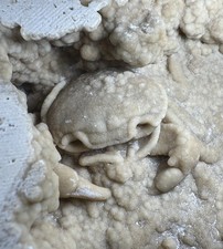 Travertine Crab Fossil Turkey, Fossil Travertine Crab Potamon Crustacean picture