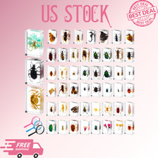 NEW 50PCS Insect Resin Specimen Collection with 3 Magnifiers Educational Bug Kit picture