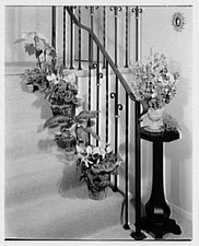 Photo:Baldwin Long Island NY Mrs Esther Wheeler 1957 Plants on Stairs picture