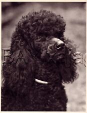 DOG Poodle Standard Black Portrait, Quality Vintage 1941 Print picture