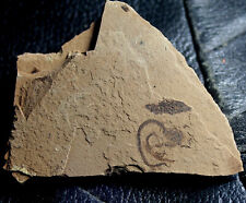 Argentinidae - Oligocene fossil fish picture