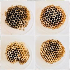 PAPER NEST Yellowjacket Wasp 4 ct lot natural entomology decor from Michigan picture