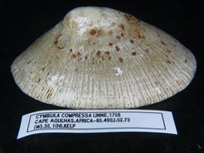 CYMBULA COMPRESSA:GIANT BEAUTY BIGGEST EVER ON EBAY 85.49MM X 52.73MM X 35.1MM picture