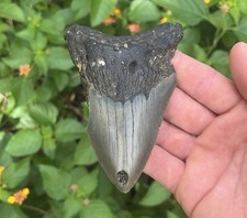 Real Megalodon Shark Tooth 4.32” Big Fossil Shark Teeth From NC picture